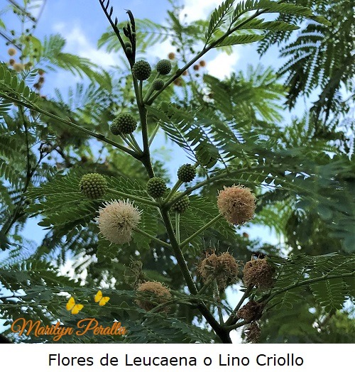 Flores de Leucaena o Lino Criollo