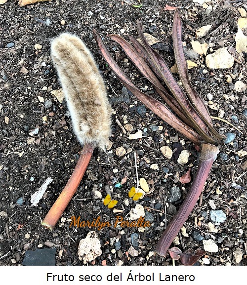 Fruto seco del Árbol Lanero
