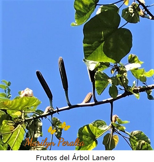 Frutos del Árbol Lanero