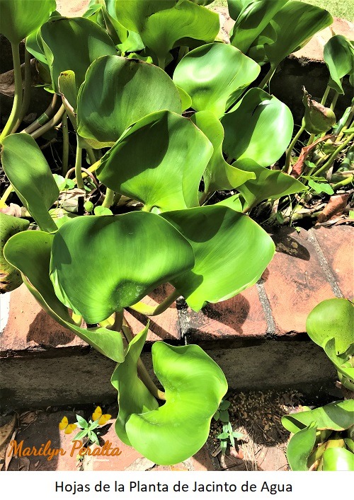 Hojas de la Planta de Jacinto de Agua