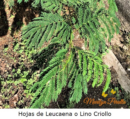 Hojas de Leucaena o Lino Criollo