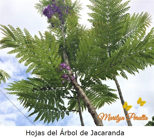 Hojas del Arbol de Jacaranda