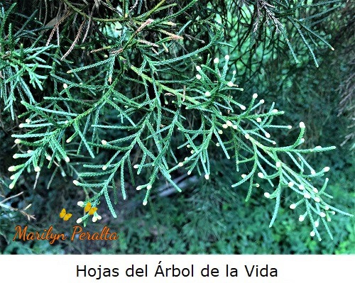 Hojas del Arbol de la Vida