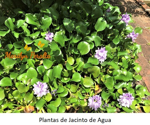 Plantas de Jacinto de Agua