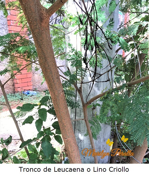 Tronco de Leucanena o Lino criollo