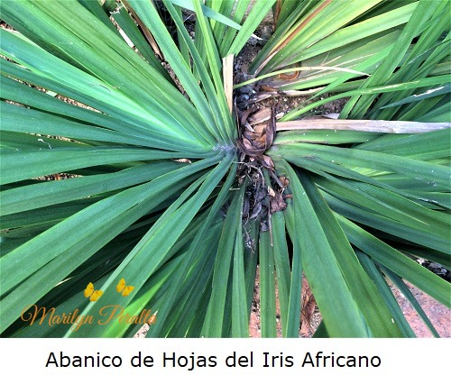 Abanico de Hojas del Iris Africano