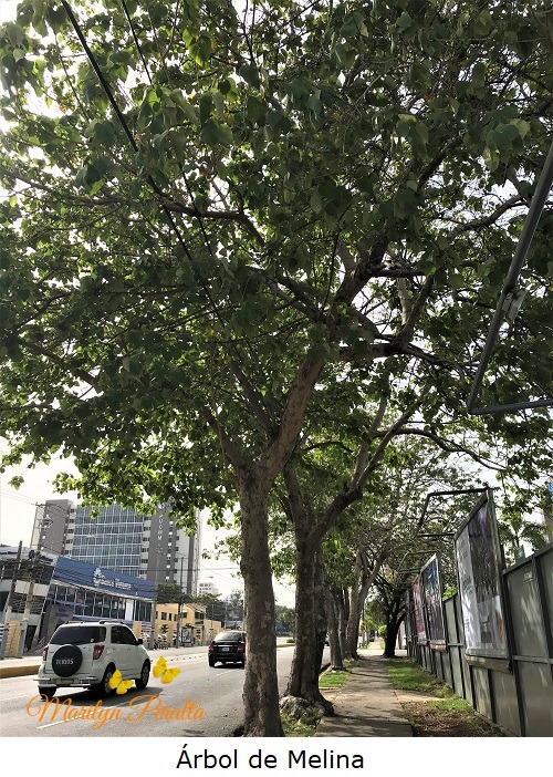 Arbol de Melina