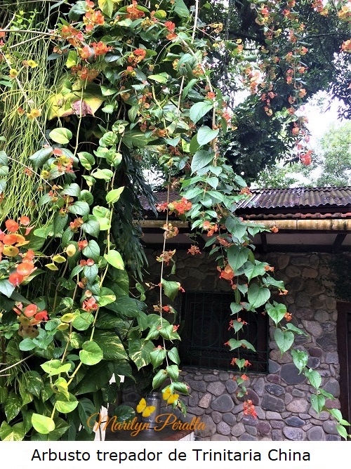 Arbusto de Trinitaria china, enredadera