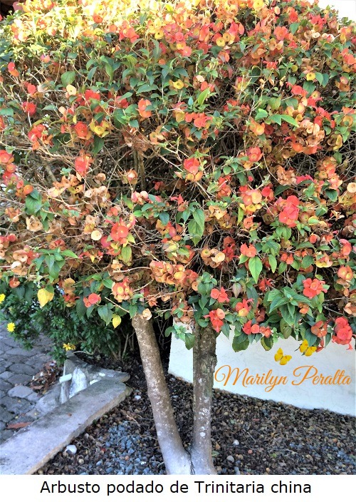 Arbusto de Trinitaria china, podado