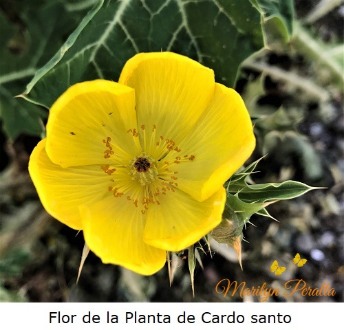 Flor de la Planta de Cardo santo