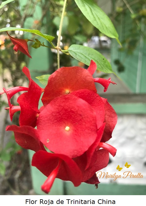Flor Roja de Trinitaria china