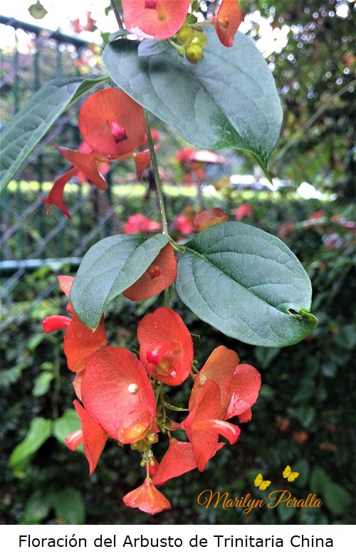 Floración del Arbusto de Trinitaria China