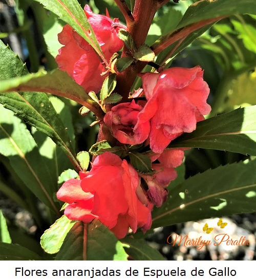 Flores de Espuela de Gallo, anaranjadas