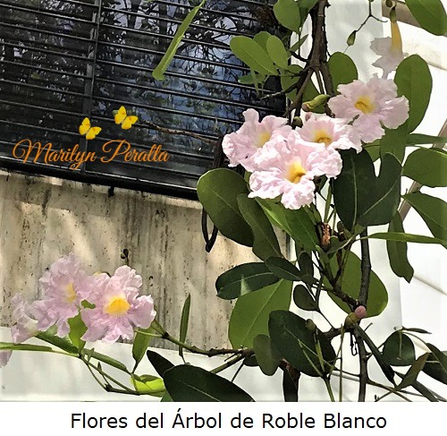 Flores del Arbol de Roble Blanco