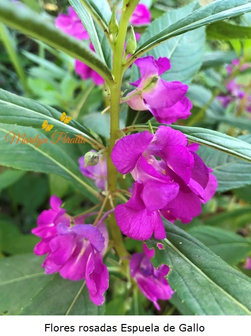 Flores rosadas Espuela de Gallo