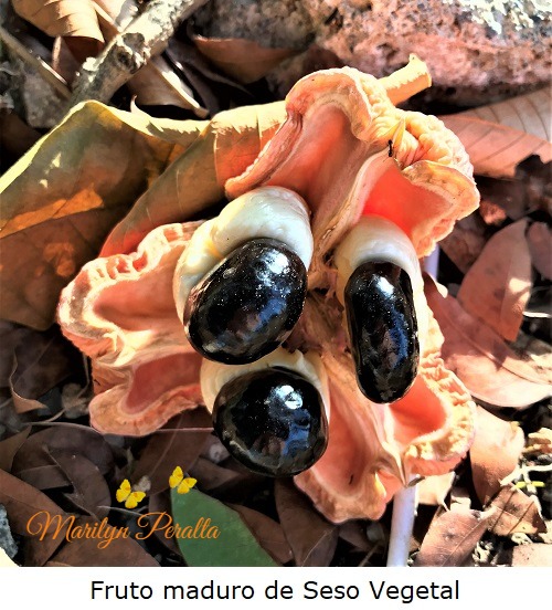 Fruto maduro de Seso Vegetal