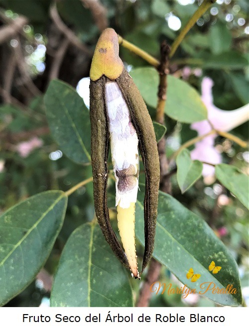 Fruto seco del Arbol de Roble Blanco