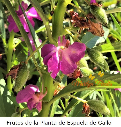 Frutos de la Planta de Espuela de Gallo