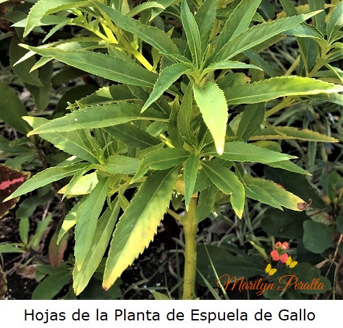 Hojas de la Planta de Espuela de Gallo
