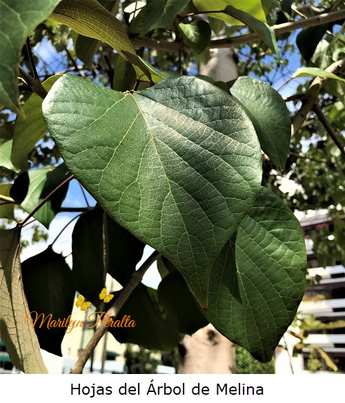 Hojas del Arbol de Melina