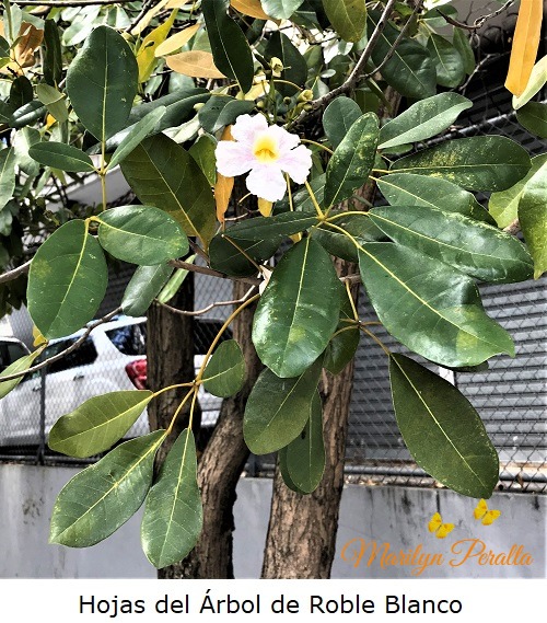 Hojas del Arbol de Robla Blanco