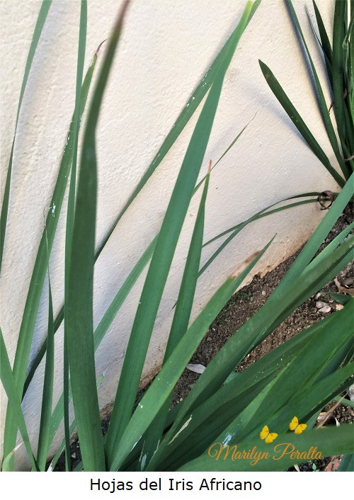 Hojas del Iris Africano
