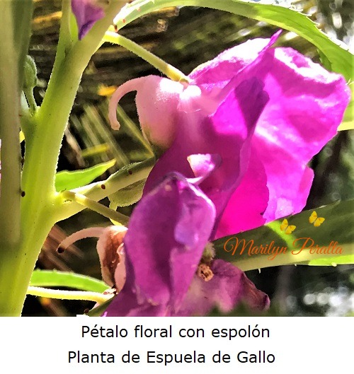 Pétalo floral con espolón, Planta Espuela de Gallo