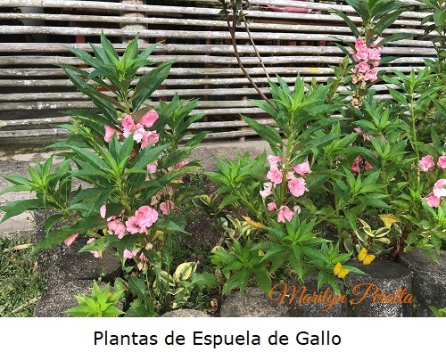 Plantas de Espuela de Gallo