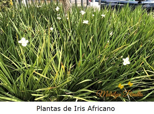 Plantas de Iris Africano