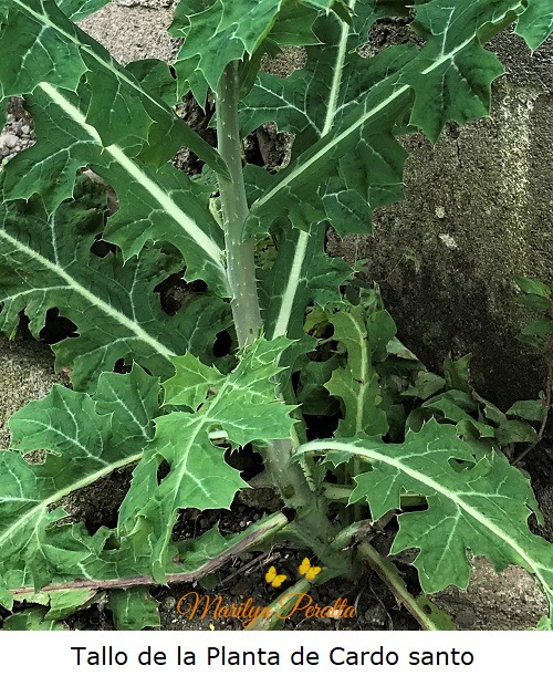 Tallo de la Planta de Cardo santo
