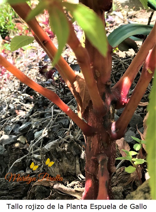 Tallo rojizo de la Planta de Espuela de Gallo