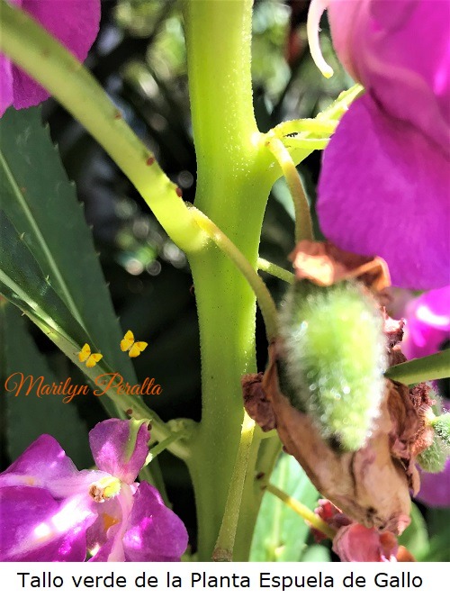 Tallo verde de la Planta de Espuela de Gallo