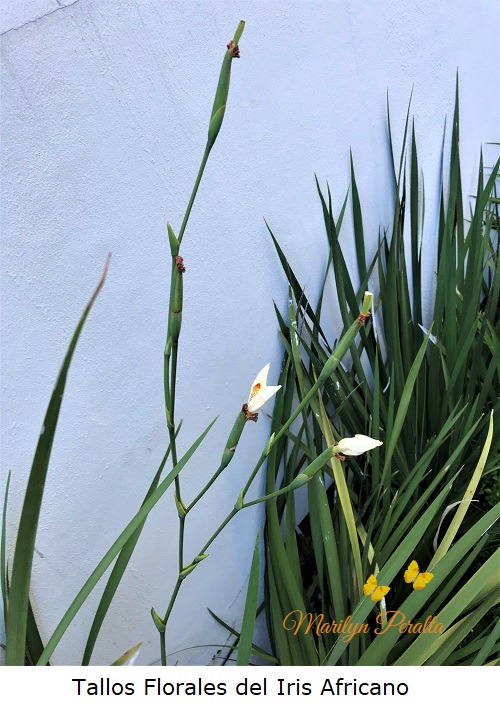 Tallos florales del Iris Africano