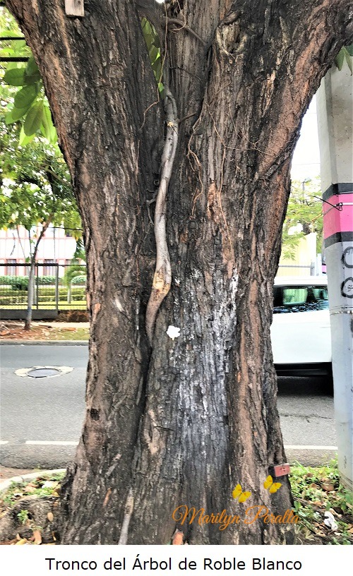 Tronco del Arbol de Roble Blanco