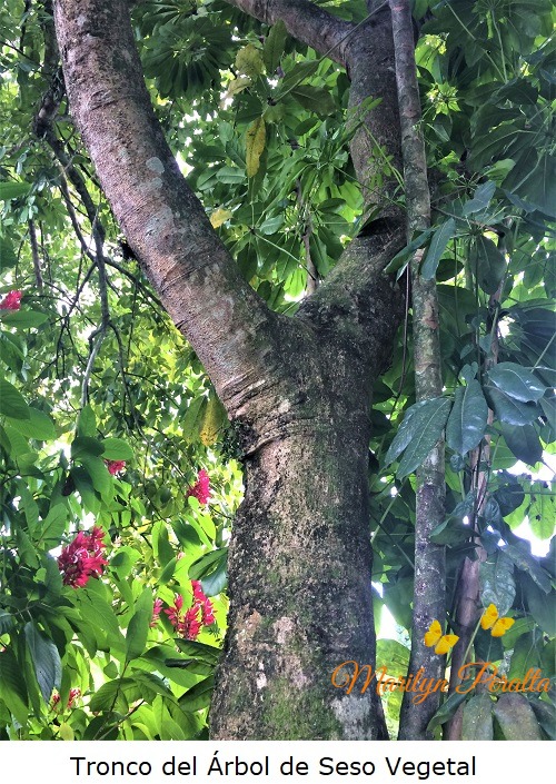 Tronco del Arbol de Seso Vegetal