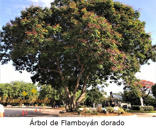 Arbol de Flamboyan dorado