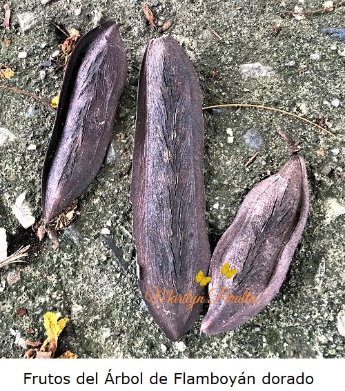 Frutos del Flamboyan dorado