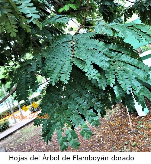 Hojas del Flamboyan dorado