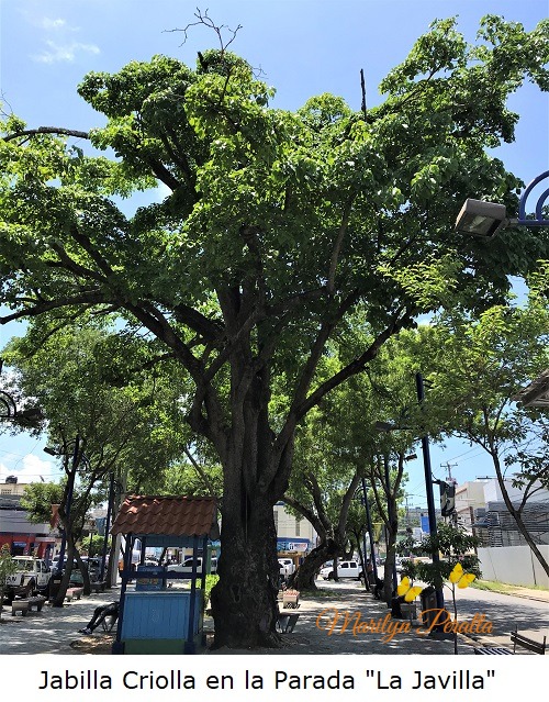 Jabilla Criolla en la Parada la Jabilla