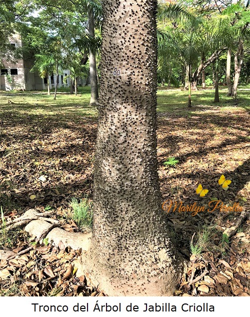 Tronco del Arbol de Jabilla Criolla