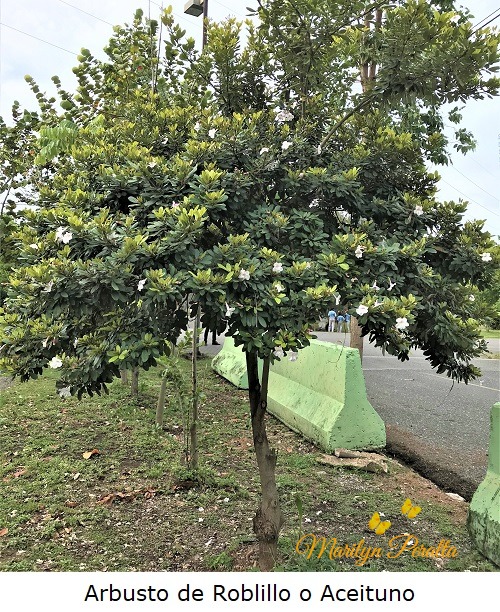 Arbusto de Roblillo o Aceituno