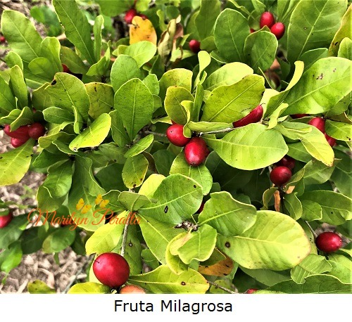 Fruta Milagrosa