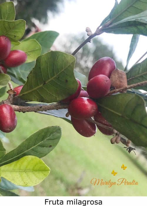 Fruta milgrosa 1