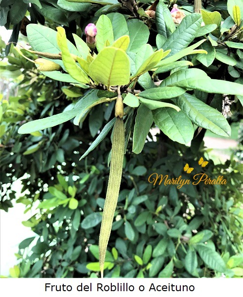 Fruto del Roblillo o Aceituno