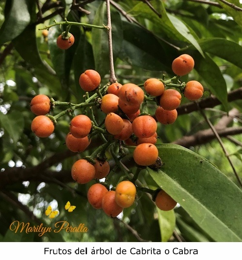 Frutos del Arbol de Cabrita
