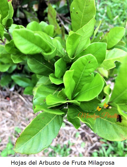 Hojas del Arbusto de Fruta Milagrosa