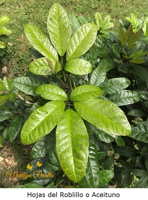 Hojas del Roblillo o Aceituno