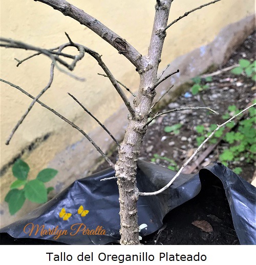 Tallo del Oreganillo plateado