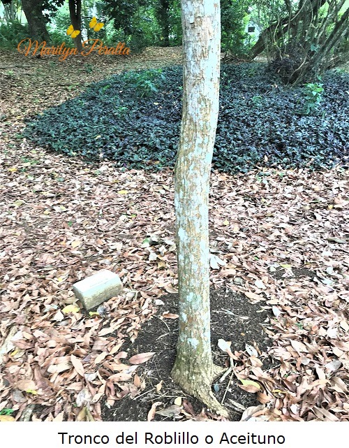 Tronco del Roblillo o Aceituno