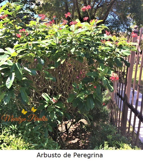 Arbusto de Peregrina